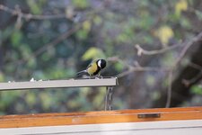 IMG_1156.jpg