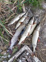 IMG_20200912_174622.jpg