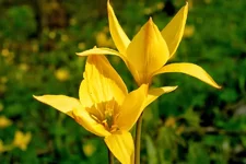  tyulpan-bibershteina.webp