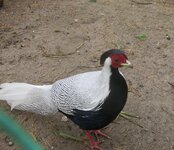 IMG_3106.jpg