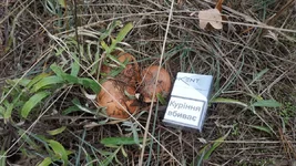 IMG_20201023_110901[1].webp