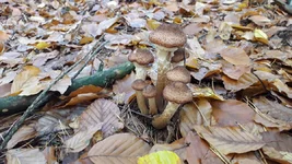 20201101_110137.webp