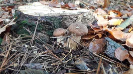 20201101_104052.webp