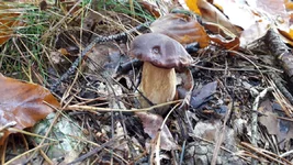 20201101_113238.webp