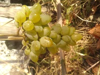 IMG_20201006_095114.webp