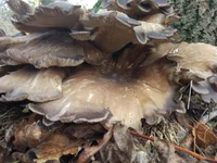 IMG_20201107_125929.webp
