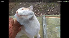 Screenshot_2020-11-13-23-28-09-875_com.miui.gallery.webp