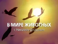 0.webp