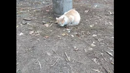 Screenshot_2020-11-14-22-55-37-030_com.miui.gallery.webp