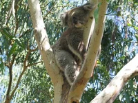 koala3.webp