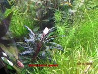  velvet leaf 4.webp