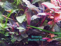 Brownie Phontom red.webp