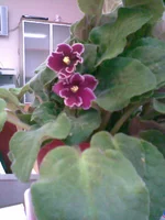 .webp