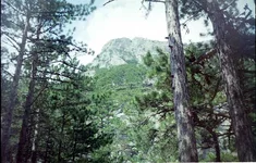 37.webp