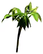 001_037.webp