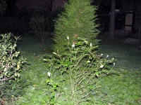 img_3388.webp