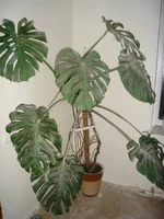 DSC01129.webp
