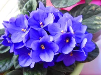 IMG_2976.webp