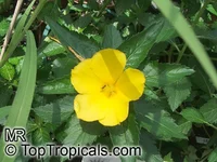 Turnera_ulmifolia Old.jpg