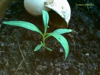 Turnera-My_400X200.webp
