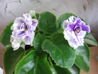 -Сливовый коктейль_8375.webp