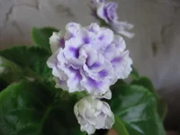 -Сливовый коктейль_8377.webp