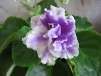 -Сливовый коктейль_8378.webp