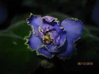Emerald Lace.JPG