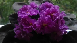 Northern Love.webp