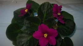 Rebel`s Flaming Star1.webp