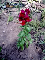 0167.webp