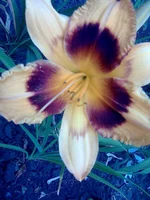 0171.webp