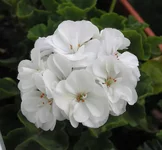 _sonal_bel.webp
