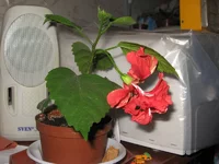 _1.webp