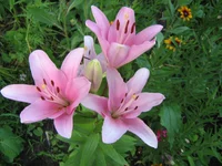 IMG_1931.webp