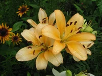 IMG_1938.webp