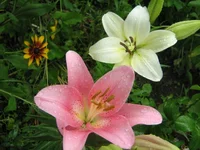 IMG_1943.webp