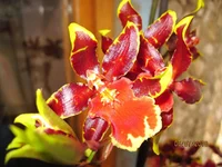 IMG_1277.webp