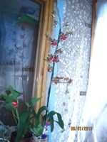 IMG_1284.webp