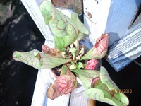 IMG_1282.webp