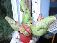 IMG_1283.webp