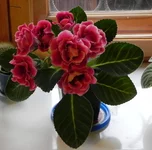 DSCN2535.webp