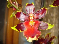 IMG_1278.webp