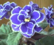 .webp