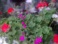 .webp
