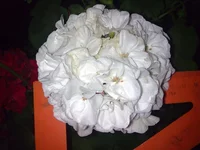  с линейкой.webp