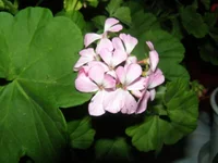 .webp