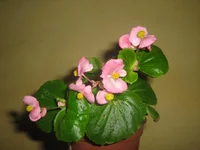  053.webp