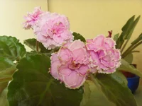  улыбается 2а.webp