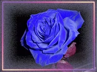 Blue_Rose.webp